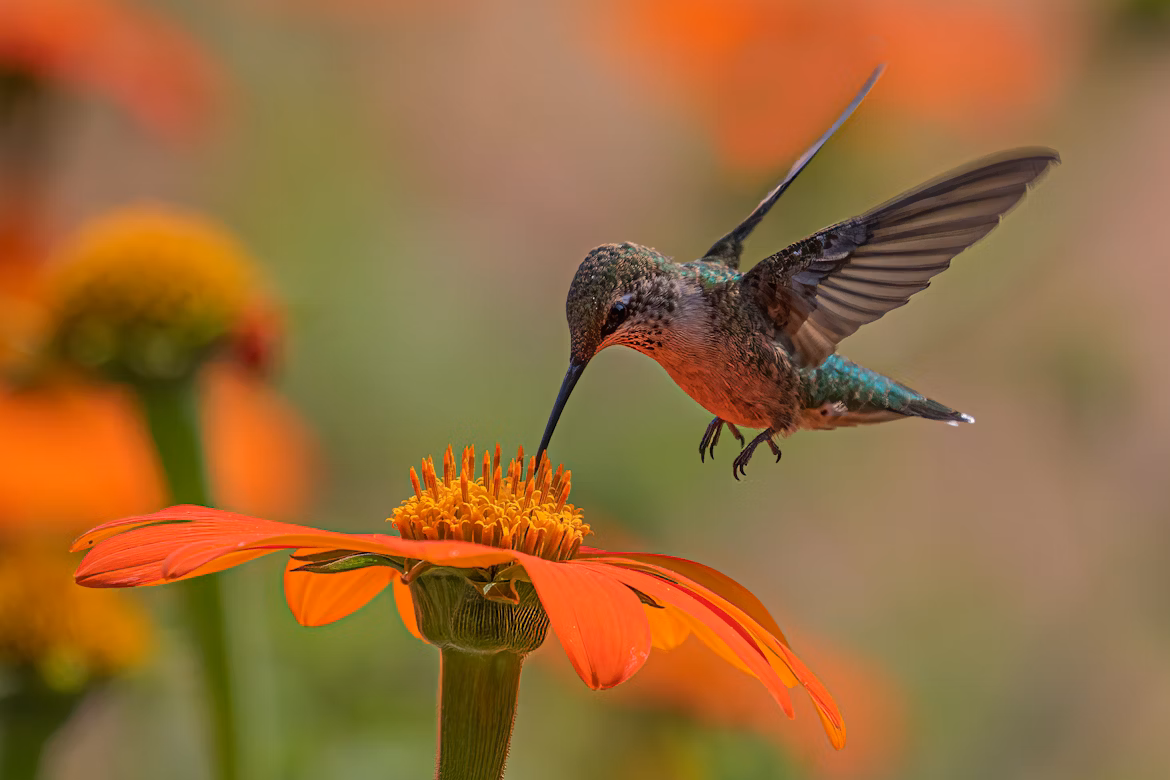 Colibri butinant le nectar d’une fleur, symbole du divin nectar Amrit et de la vitalité naturelle.